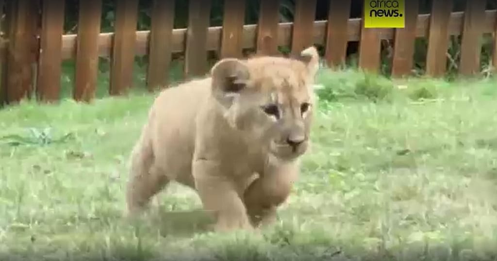 Rare african lion quintuplets make adorable public debut in China