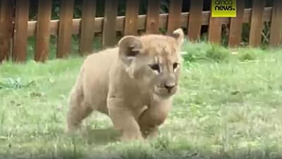 Rare african lion quintuplets make adorable public debut in China