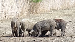 Un groupe de porcs.