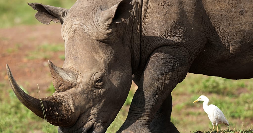 Ears 'notched' in drive to boost Kenya's Rhino population