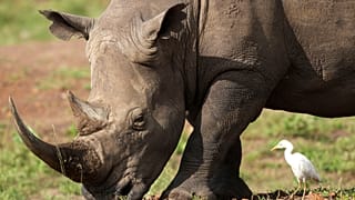 Le Kenya lance une vaste opération de marquage des rhinocéros noirs