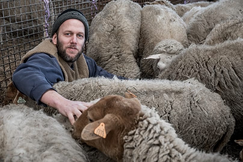 «Πρόβατα» (Sheep)