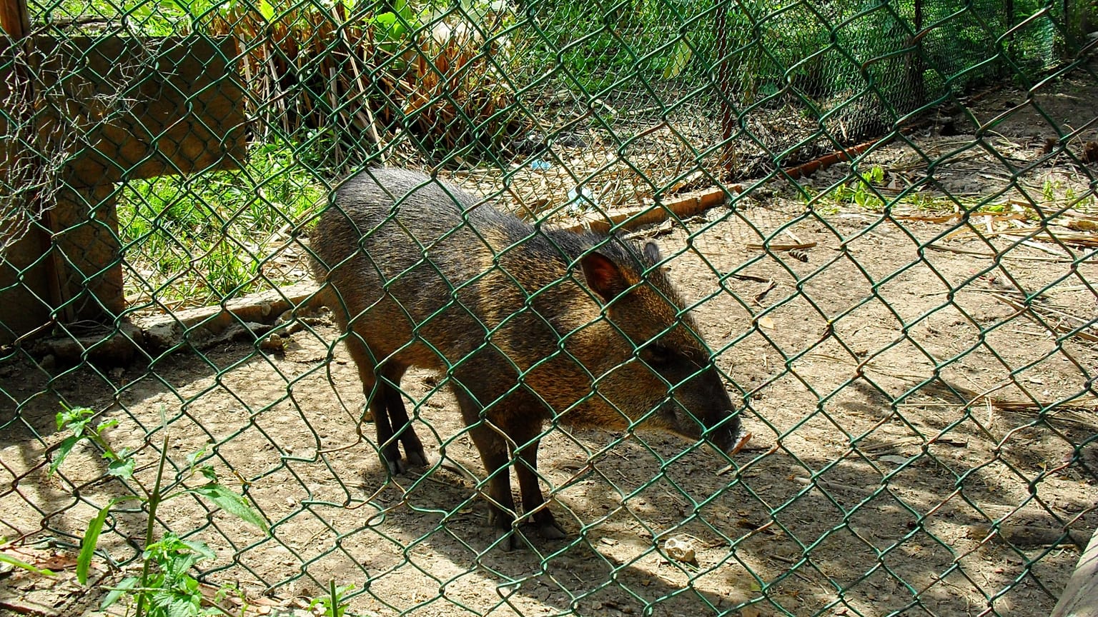 Un jabalí en cautiverio
