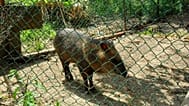 Un jabalí en cautiverio
