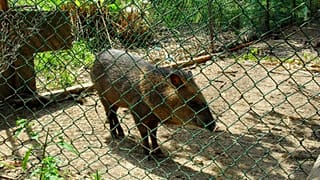 Un jabalí en cautiverio
