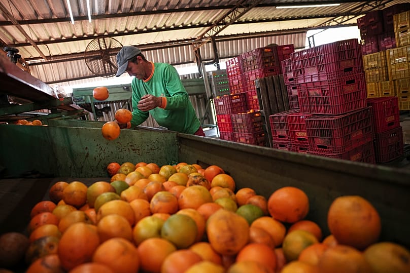 A worker selects oranges for juicing at the Morro Alto farm in Limeira, 16 July, 2025