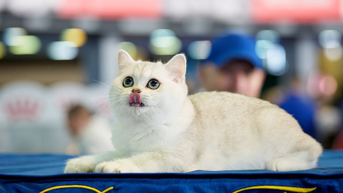 Verstehen-uns-Katzen-wenn-wir-miauen-