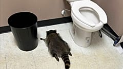 Un raton laveur ivre a été découvert inconscient dans les toilettes d'un magasin de spiritueux à Ashland, en Virginie, le samedi 29 novembre 2025.