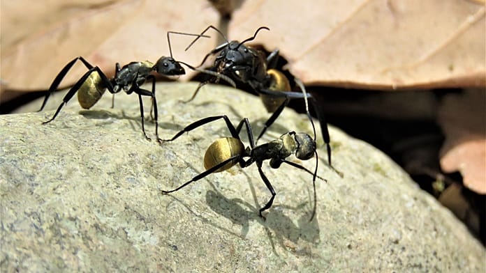 آلية دفاعية مذهلة.. هكذا يتخلّص النمل من العدوى القاتلة قبل انتشارها
