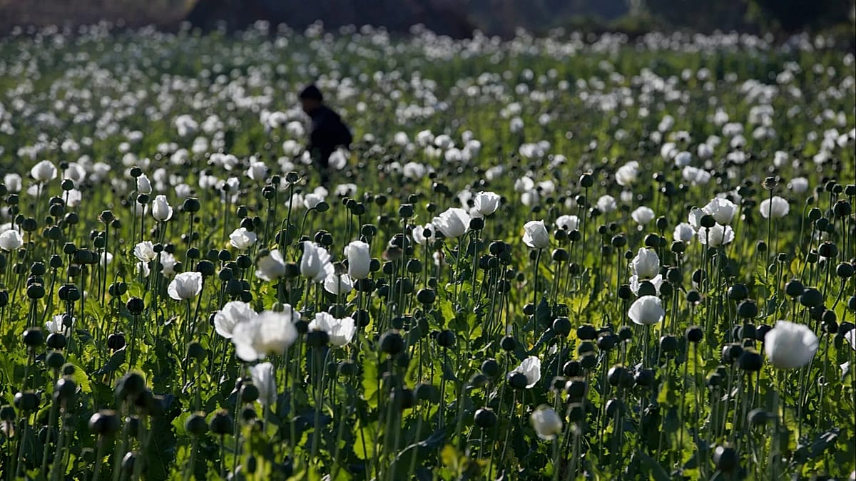 Myanmar opium cultivation hits highest level in a decade, UN says