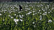 A villager walks in a flourishing poppy field at Nampatka village in northern Shan State, 27 January, 2014