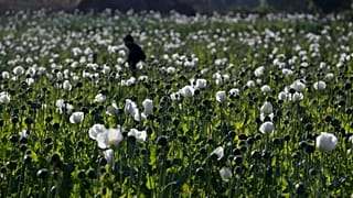 A villager walks in a flourishing poppy field at Nampatka village in northern Shan State, 27 January, 2014