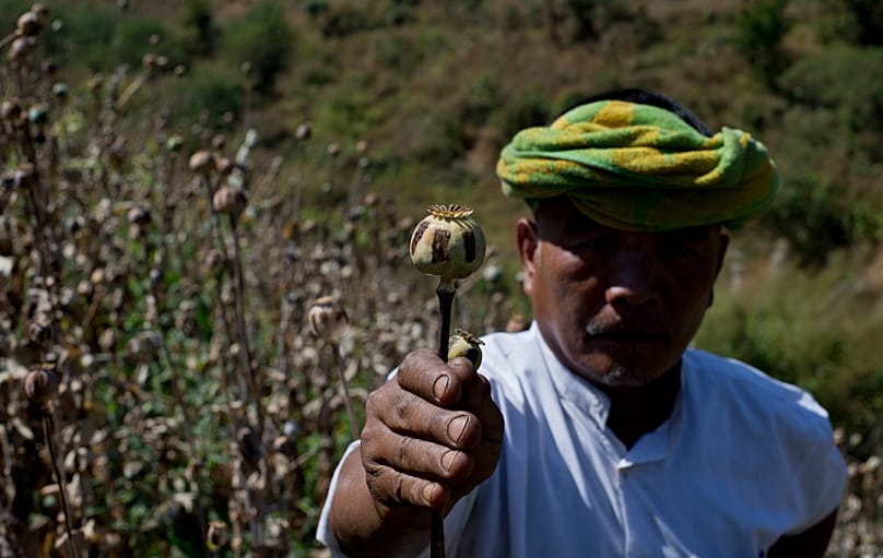 A poppy farmer holds a harvested poppy stem with dried-up opium sap in a poppy cultivation in central Shan state, 19 February, 2013