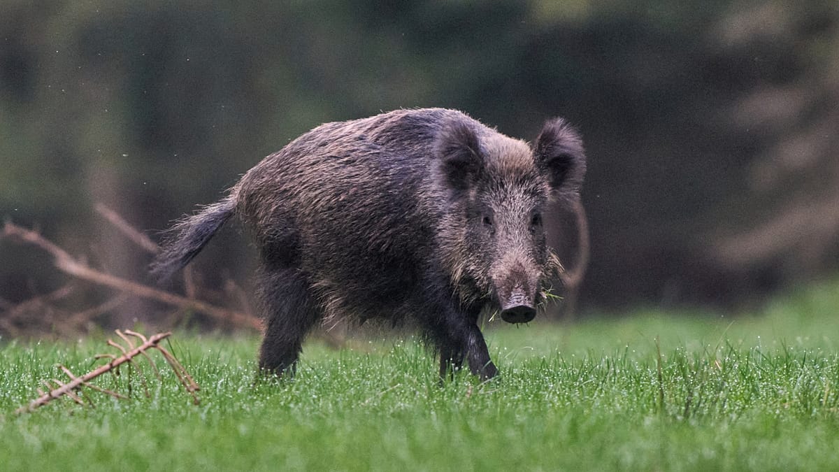 L'Espagne renforce la lutte contre la peste porcine : 30 euros par sanglier abattu