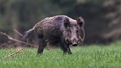 Un jabalí posa para las cámaras en unos bosques cerca de Francfurt, en Alemania, el pasado mes de abril