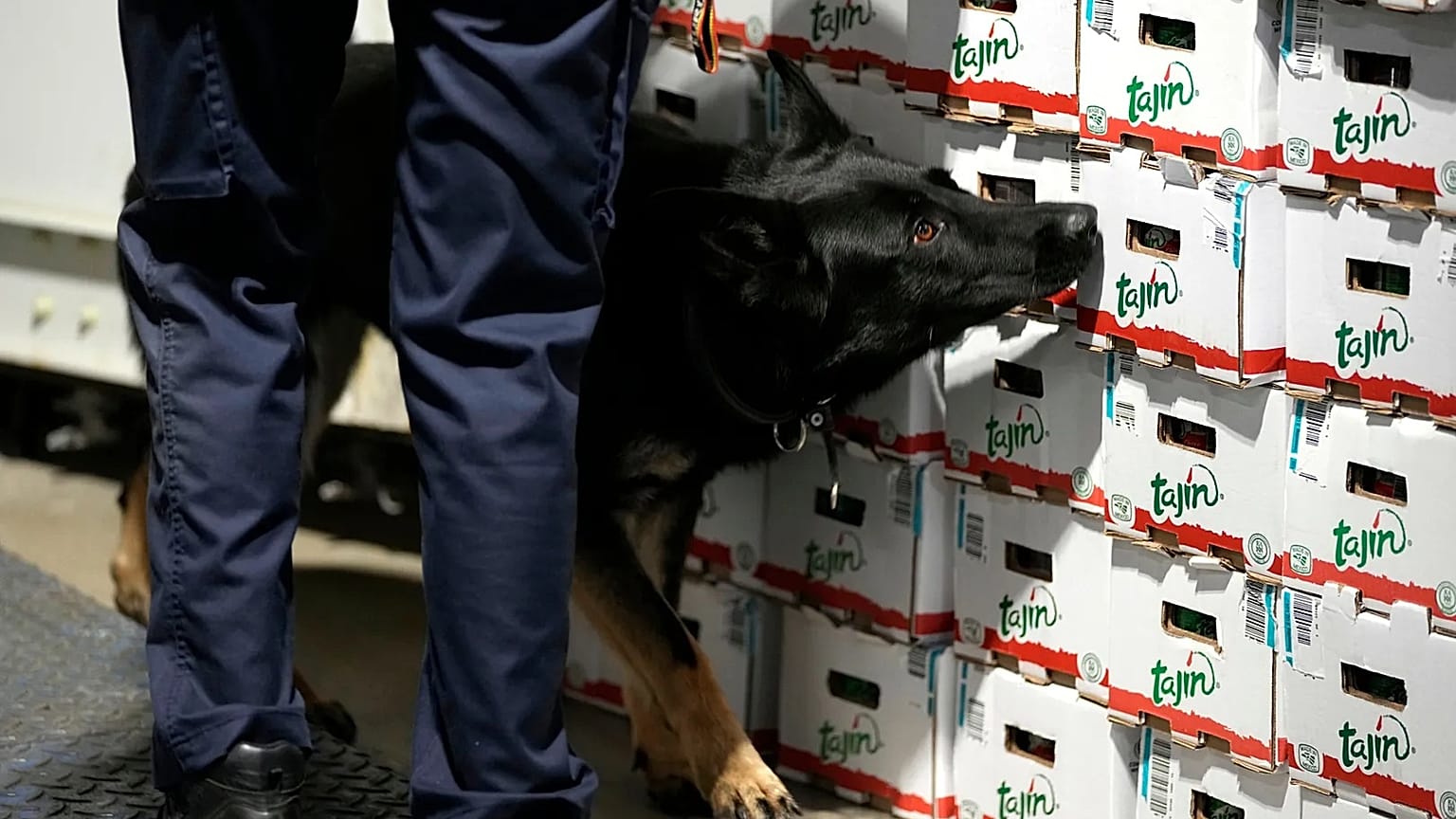 A customs agent works with a drug sniffer dog in the Port of Antwerp.