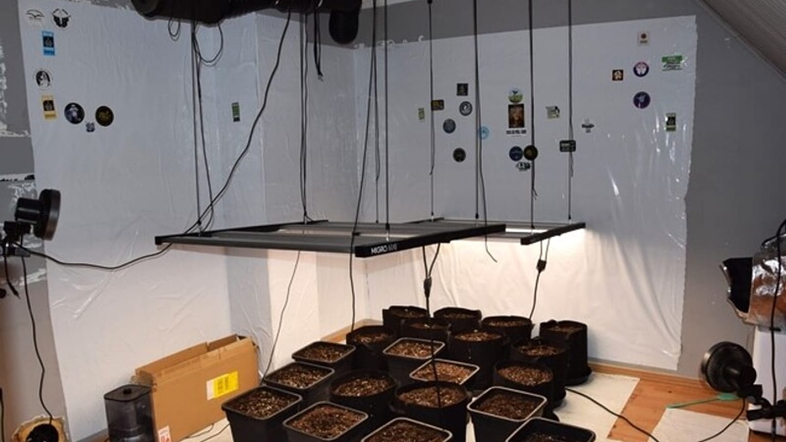 Odkryta plantacja marihuany w Dębnie.