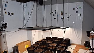 Odkryta plantacja marihuany w Dębnie.