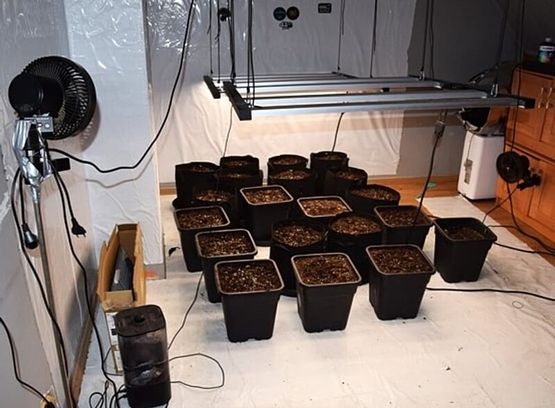 Odkryta plantacja marihuany w Dębnie