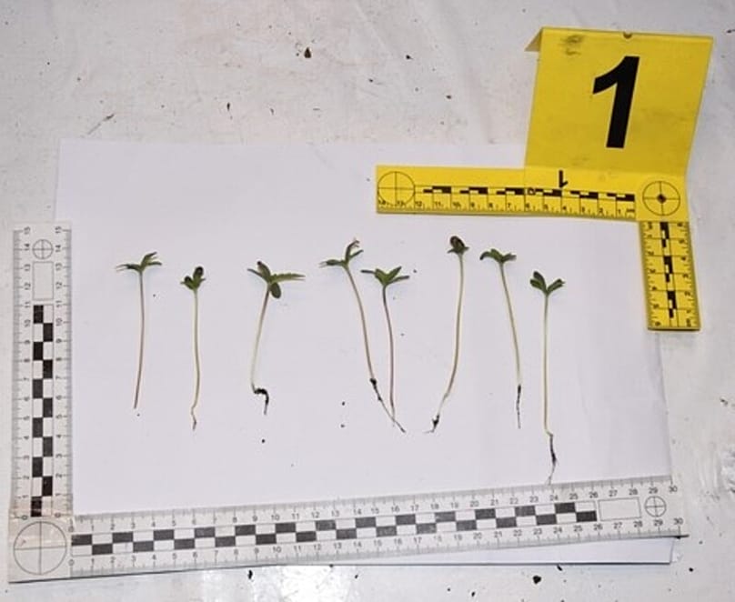 Odkryta plantacja marihuany w Dębnie