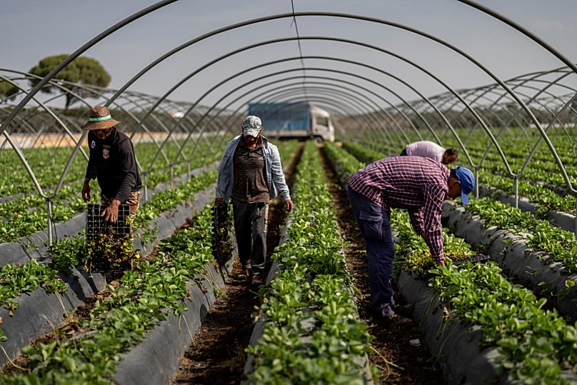 Temporary workers plant strawberries on a farm in Almonte, 18 October, 2022