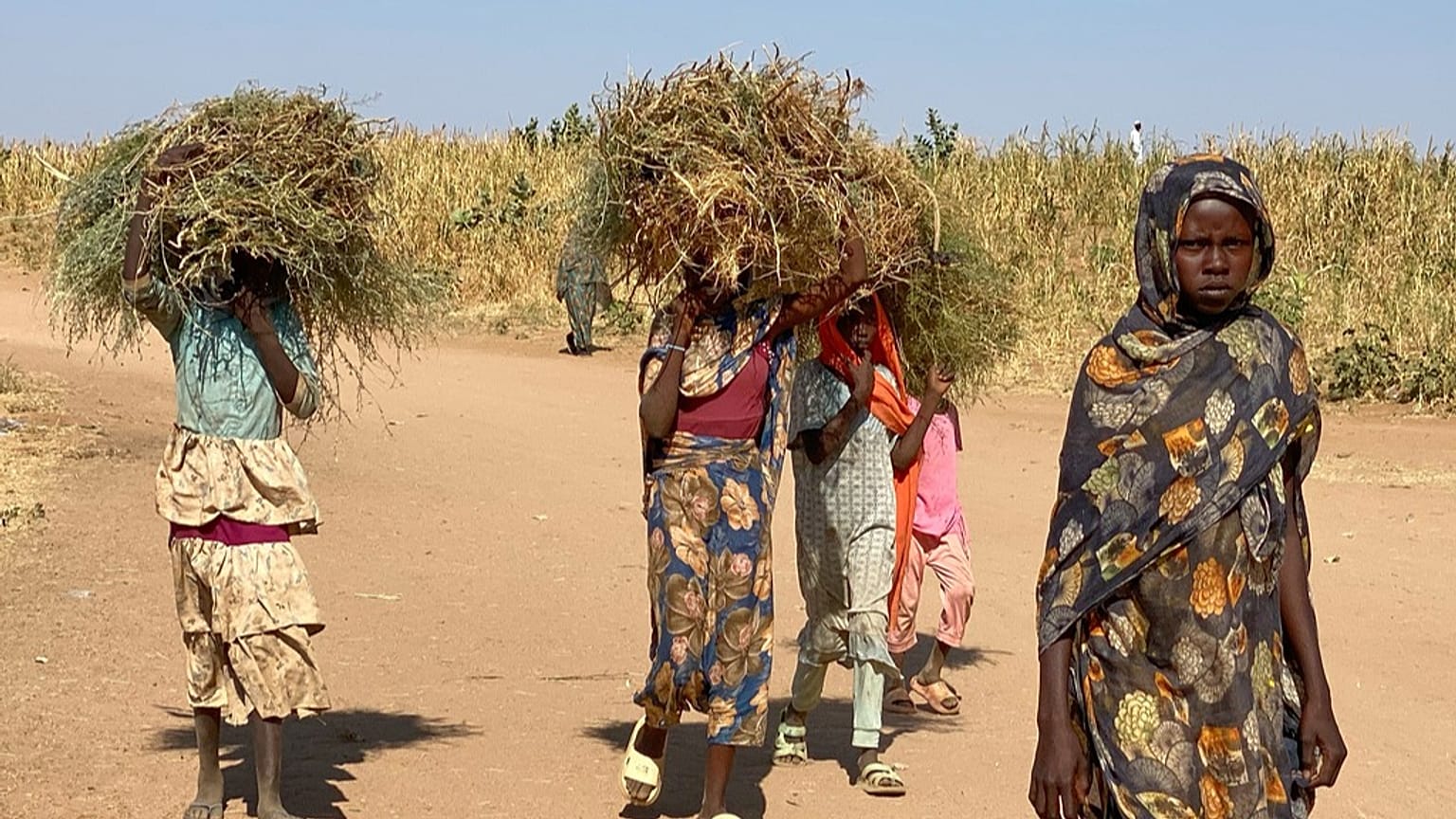 نازحون سودانيون فرّوا من مدينة الفاشر ينقلون الحطب في مخيمهم في طويلة، السودان، في 30 أكتوبر 2025.