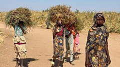 نازحون سودانيون فرّوا من مدينة الفاشر ينقلون الحطب في مخيمهم في طويلة، السودان، في 30 أكتوبر 2025.
