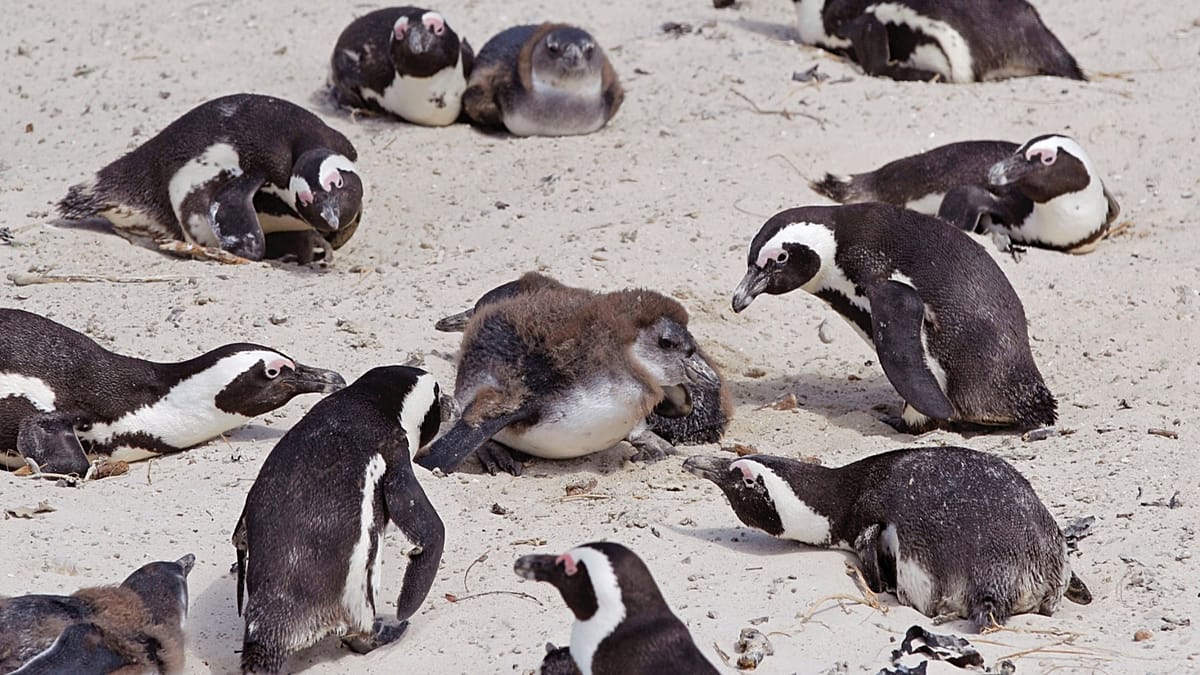 African penguins are starving as sardine stocks collapse, study finds