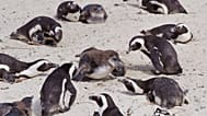 Adult African Penguins look after baby penguins at Boulders beach on the outskirts of Cape Town, South Africa, Thursday March 17, 2011. 