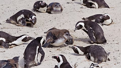 Adult African Penguins look after baby penguins at Boulders beach on the outskirts of Cape Town, South Africa, Thursday March 17, 2011. 