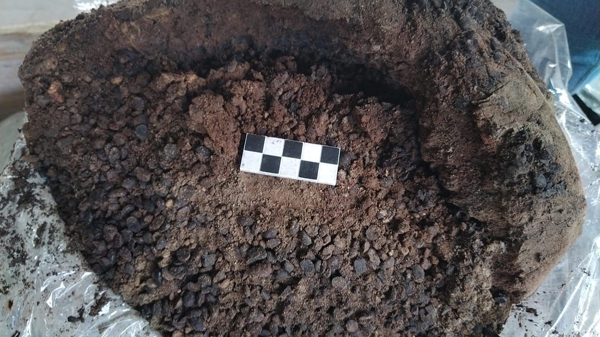 Подробности о содержимом найденной амфоры