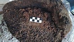 Detalles del contenido del ánfora encontrada