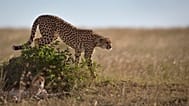 A cheetah descends from on top of a mound in the savannah of the Maasai Mara, Kenya.