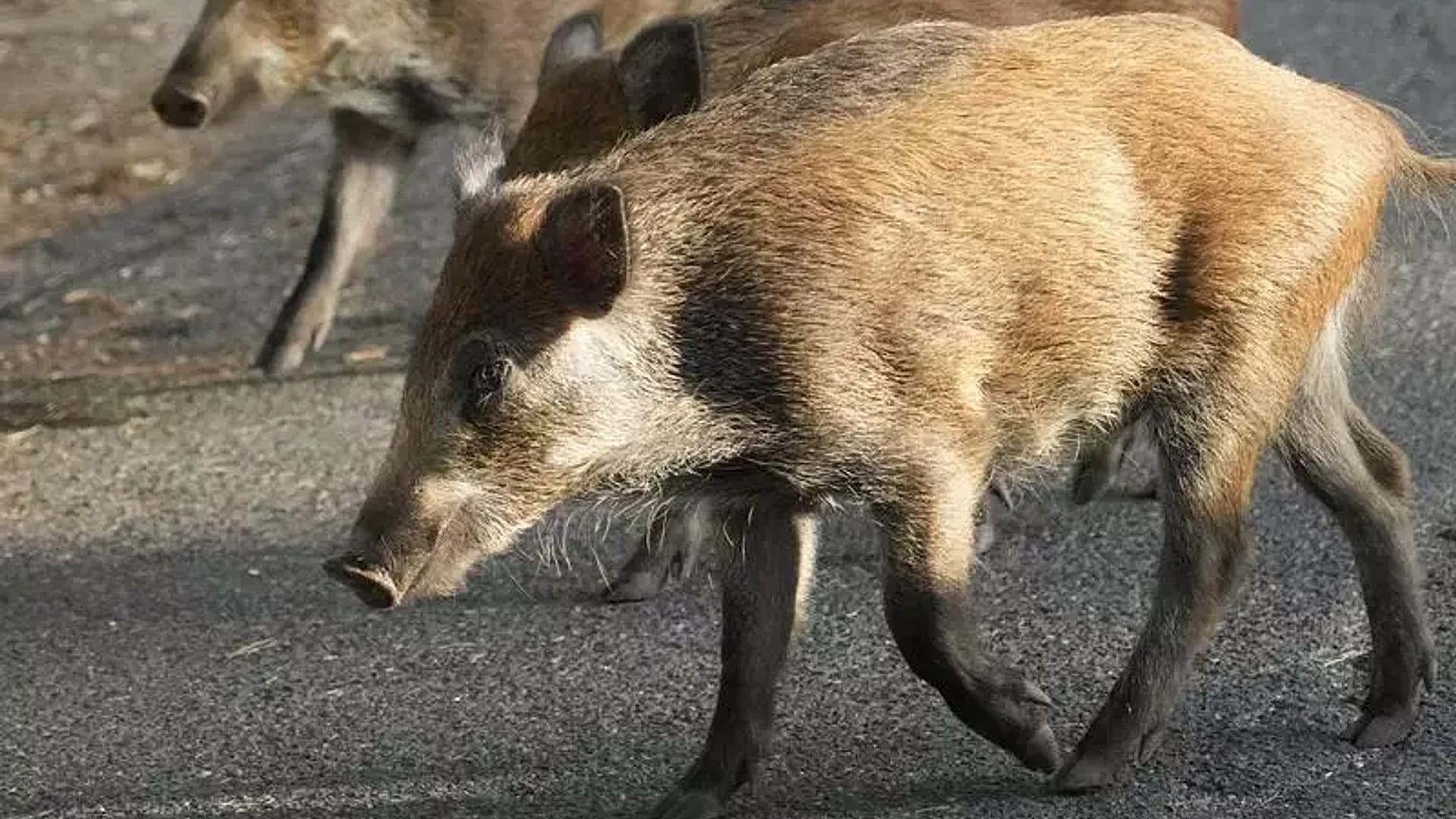 Die spanischen Behörden rechnen mit weiteren Fällen von Schweinegrippe bei Wildschweinen außerhalb von Barcelona.