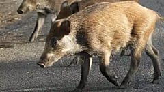 Die spanischen Behörden rechnen mit weiteren Fällen von Schweinegrippe bei Wildschweinen außerhalb von Barcelona.