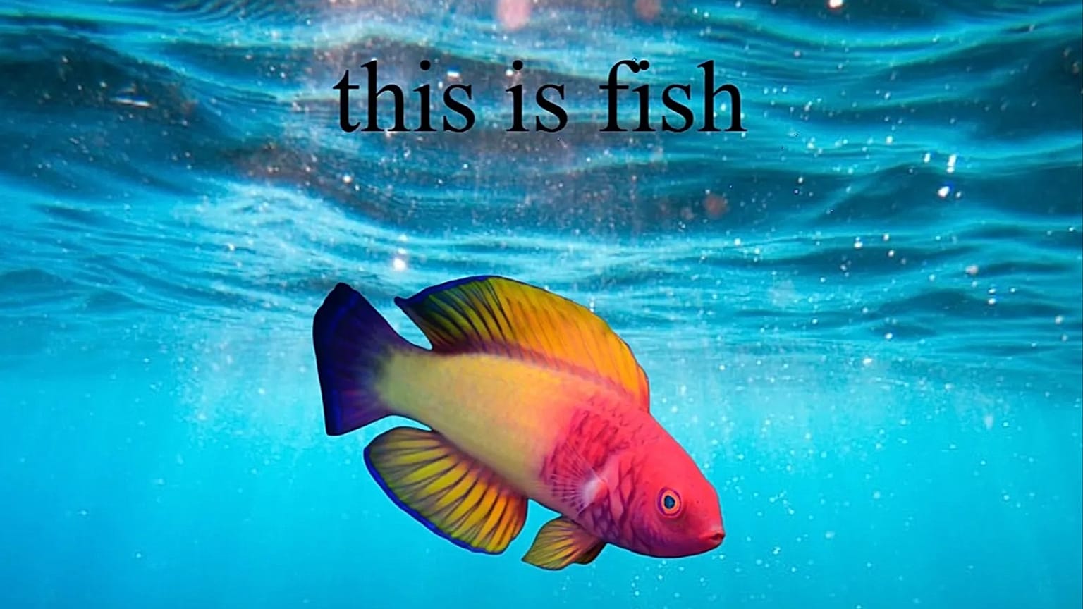 Neocities platformunda kullanıcıların sadece "Bu bir balık" yazısını gördüğü hareketli bir site.