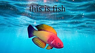 Neocities platformunda kullanıcıların sadece "Bu bir balık" yazısını gördüğü hareketli bir site.