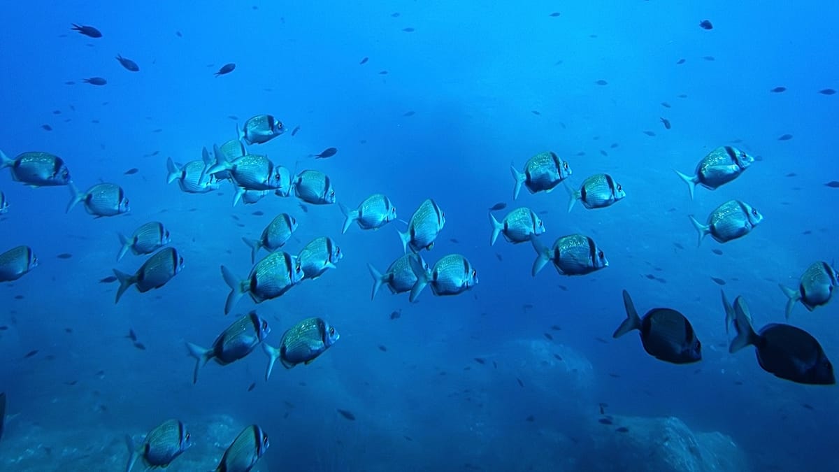 Essais miniers en grands fonds touchent plus d'un tiers de la faune du fond marin, alerte une étude