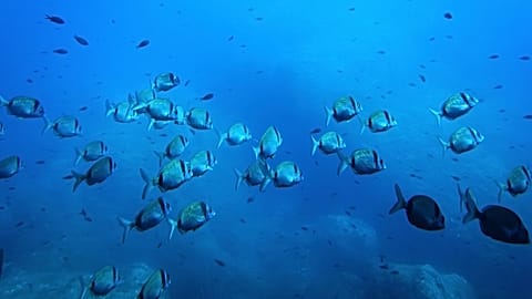 Ensayos de minería submarina dañan a más de 1/3 de la fauna del fondo marino, según estudio clave