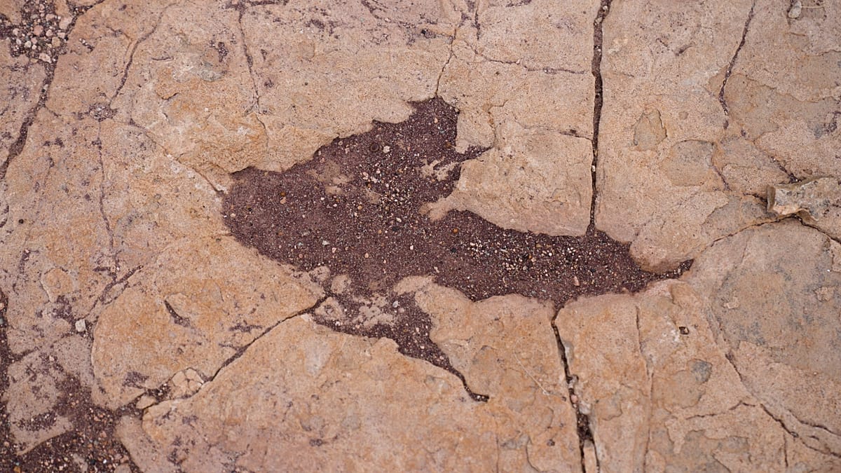 Safe from harm: Study reveals world record breaking dinosaur footprint park protected by mud