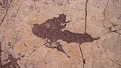 Toro Toro Ulusal Parkı'ndaki dinozor ayak izi, Bolivya