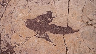 Una de las pisadas descubiertas en Bolivia