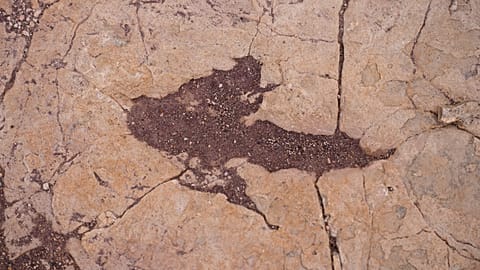 Dinosaur footprint in Toro Toro National Park, Bolivia