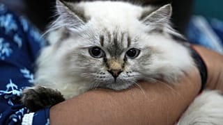 مرأة تحمل قطتها خلال عرض بطولة للقطط في أحمد آباد، الهند، يوم الأحد 7 ديسمبر 2025