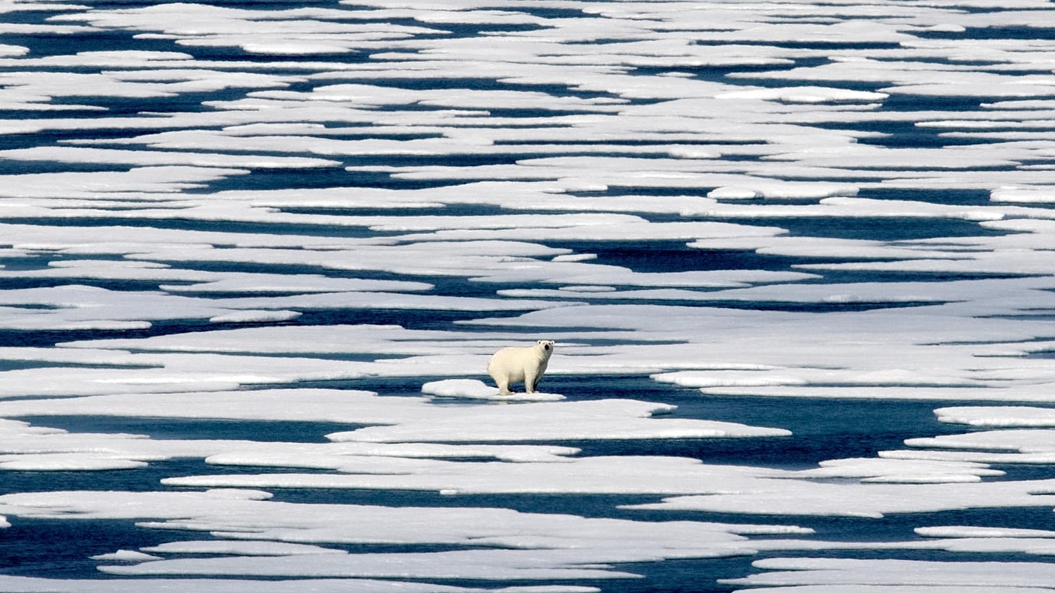 Auf diesem Archivbild vom Samstag, 22. Juli 2017, steht ein Eisbär auf dem Eis der Franklin Strait im Kanadisch-arktischen Archipel.