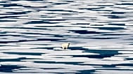 In this Saturday, July 22, 2017, file photo, a polar bear stands on the ice in the Franklin Strait in the Canadian Arctic Archipelago.