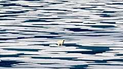 Auf diesem Archivbild vom Samstag, 22. Juli 2017, steht ein Eisbär auf dem Eis der Franklin Strait im Kanadisch-arktischen Archipel.