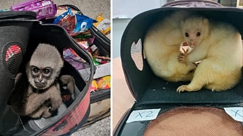 Malezya yetkilileri siyah bir gibon ve iki kuskus ele geçirdi.