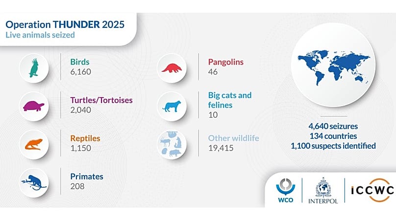 Статистика операции Thunder 2025.