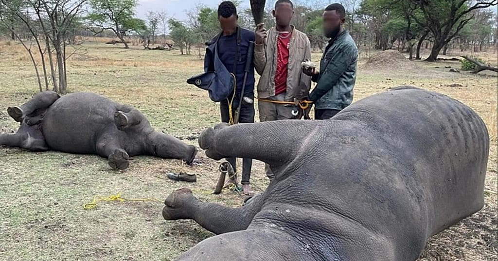 Interpol seizes 30,000 live animals in global wildlife crime crackdown Interpol seizes 30,000 live animals in global wildlife crime crackdown